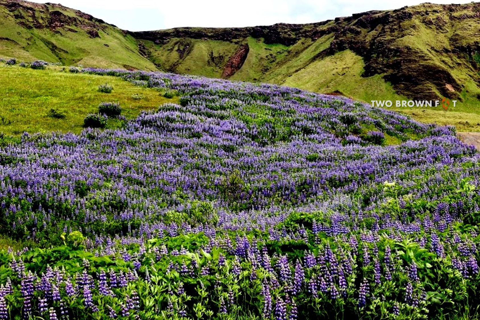 Lavendar fields of Lupine - Vik