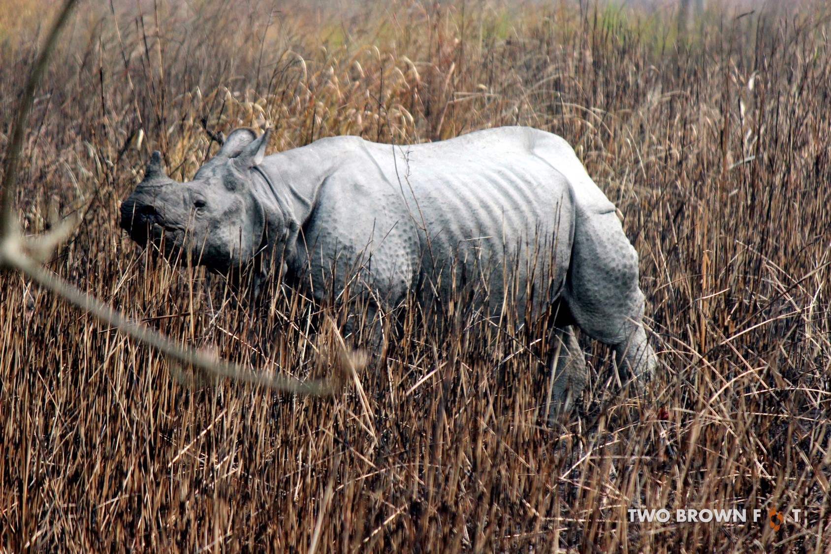 Spot a Rhino