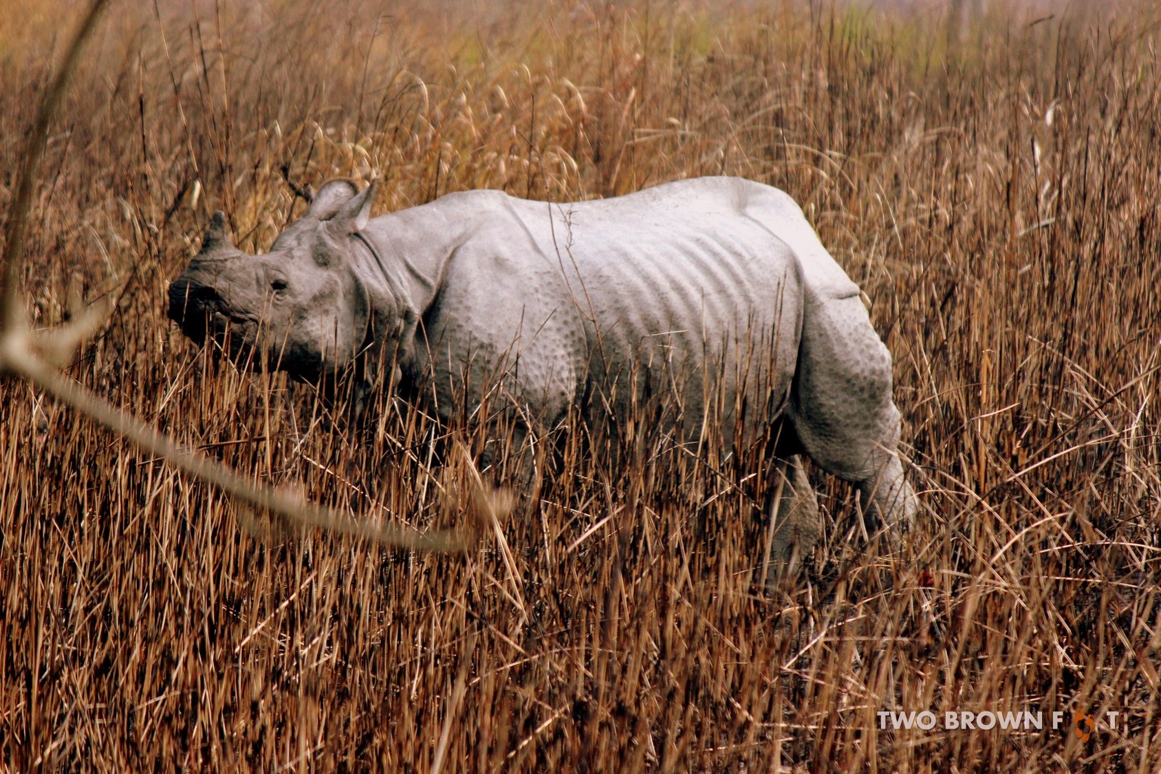 Rhino